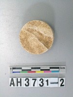 藏品(圓形貝核)的圖片